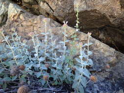 Image of Feather River monardella