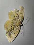 Imagem de <i>Euchristophia <i>cumulata</i></i> cumulata