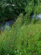 Image of Canadian Horseweed