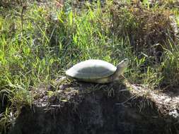 Image of Llanos Sideneck Turtle