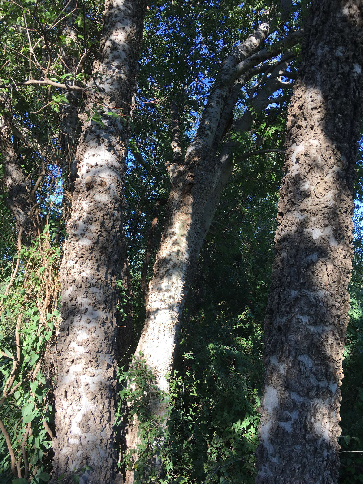 Celtis reticulata Boorsma 1907的圖片