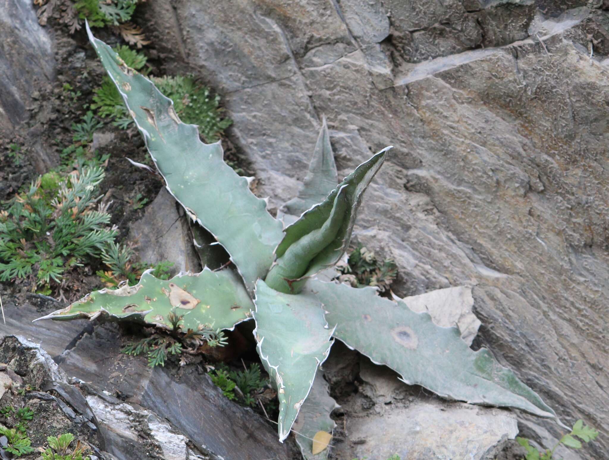 Agave xylonacantha Salm-Dyck resmi