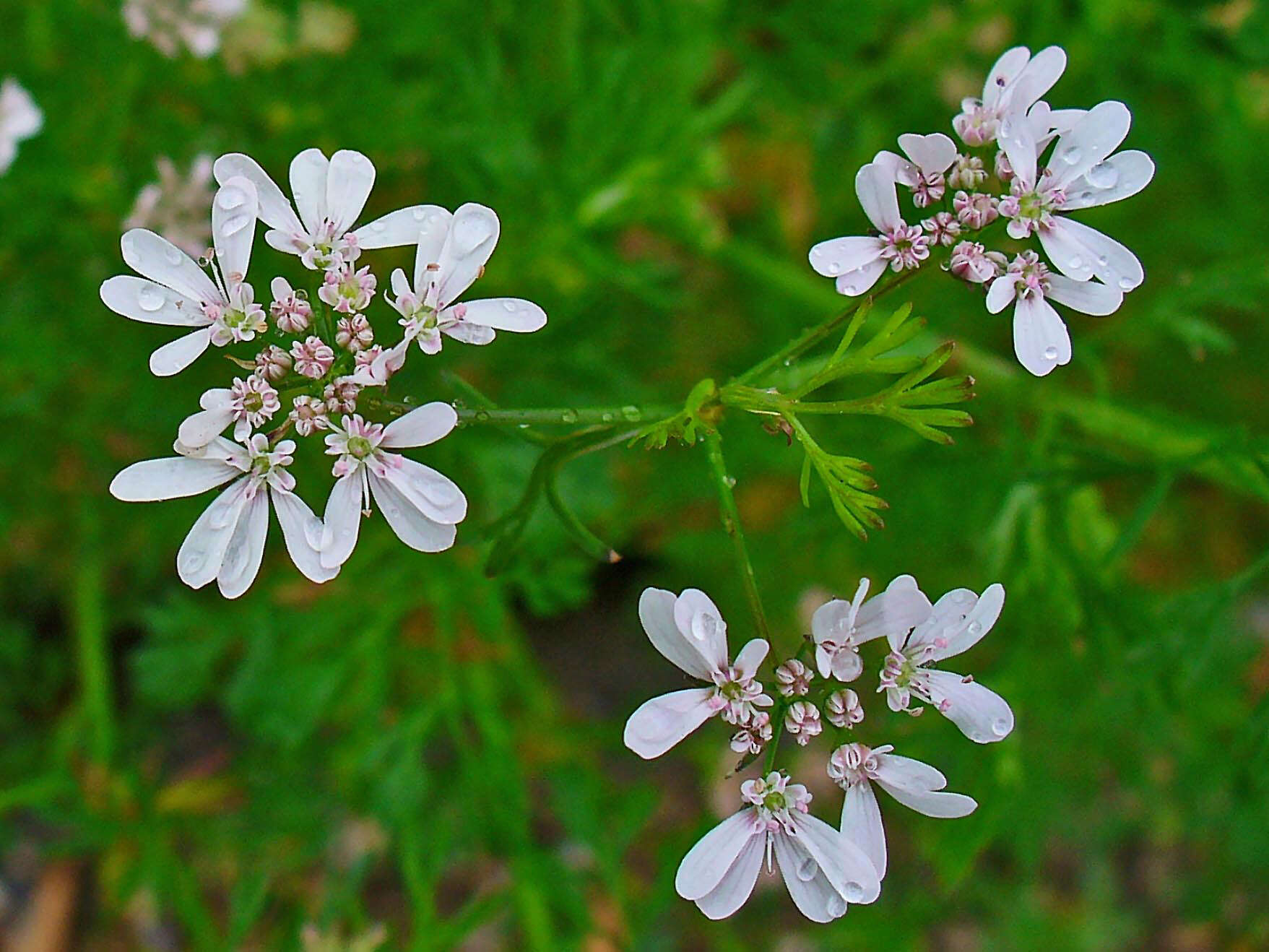 Plancia ëd Coriandrum