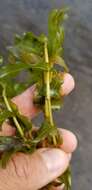 Image of Long-stalked Pondweed