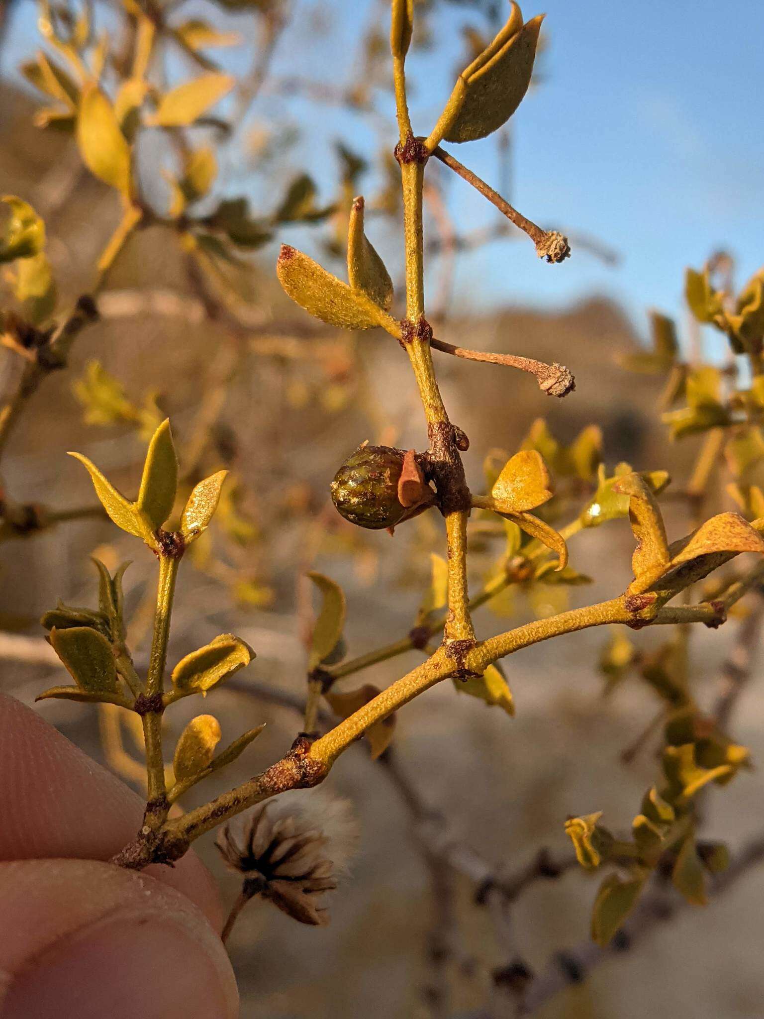 Image of Asphondylia resinosa Gagne 1990