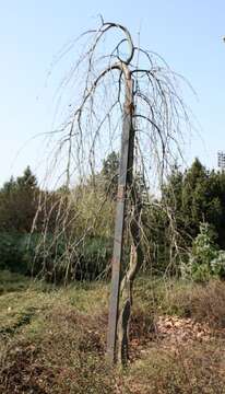 Image of Fagus sylvatica f. pendula