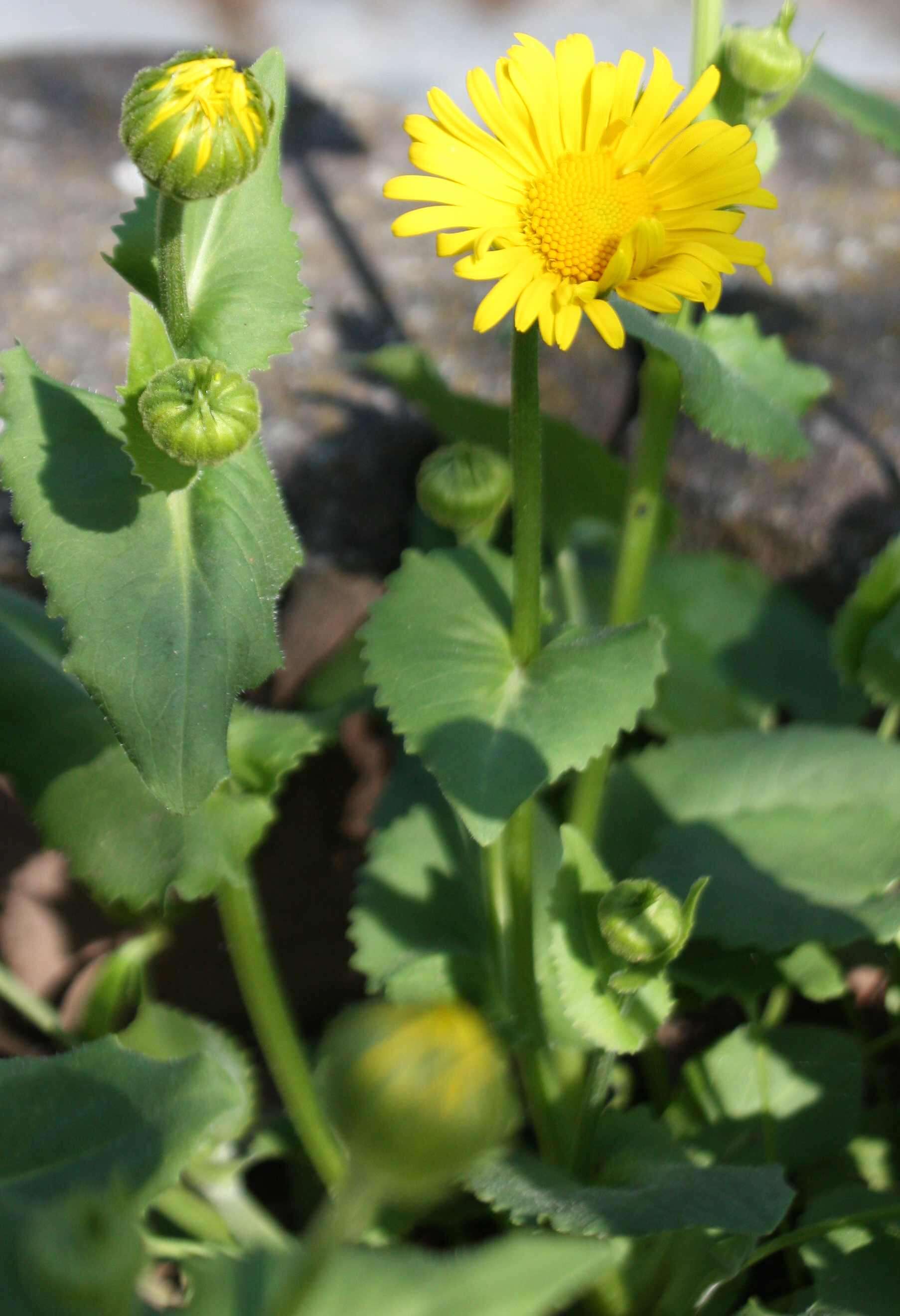 Imagem de Doronicum orientale Hoffm.