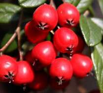 Image of coral beauty cotoneaster