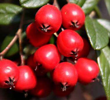 صورة Cotoneaster dammeri C. K. Schneid.