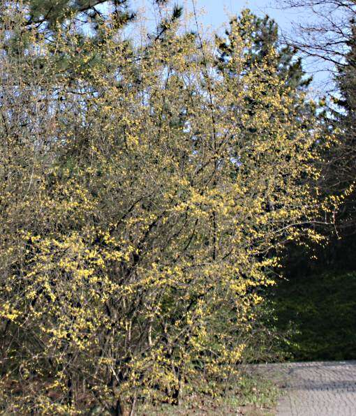 Image of Cornelian cherry dogwood