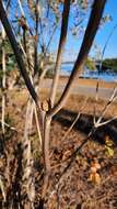 Image of Handroanthus coronatus (Proença & Farias) Farias