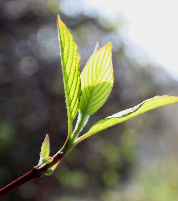 Image of Red-Barked Dogwood