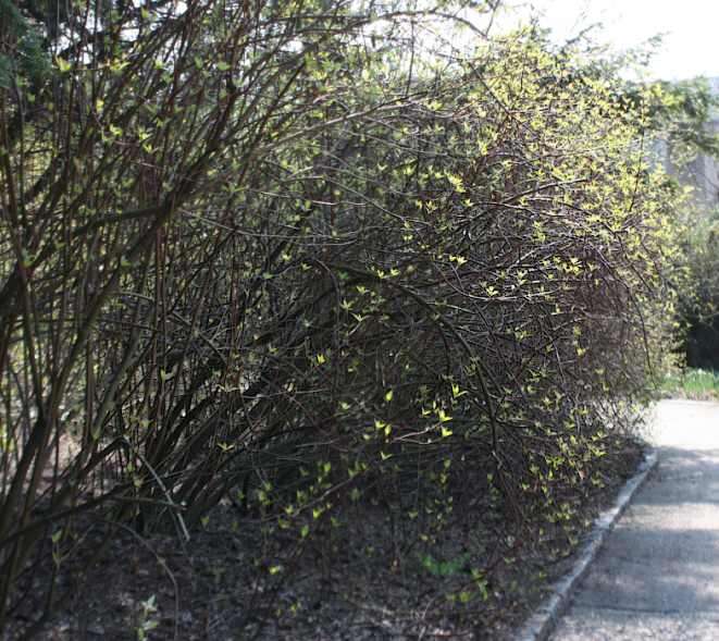 Image of Red-Barked Dogwood