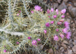 صورة Carduus carlinoides subsp. hispanicus (Kazmi) Franco