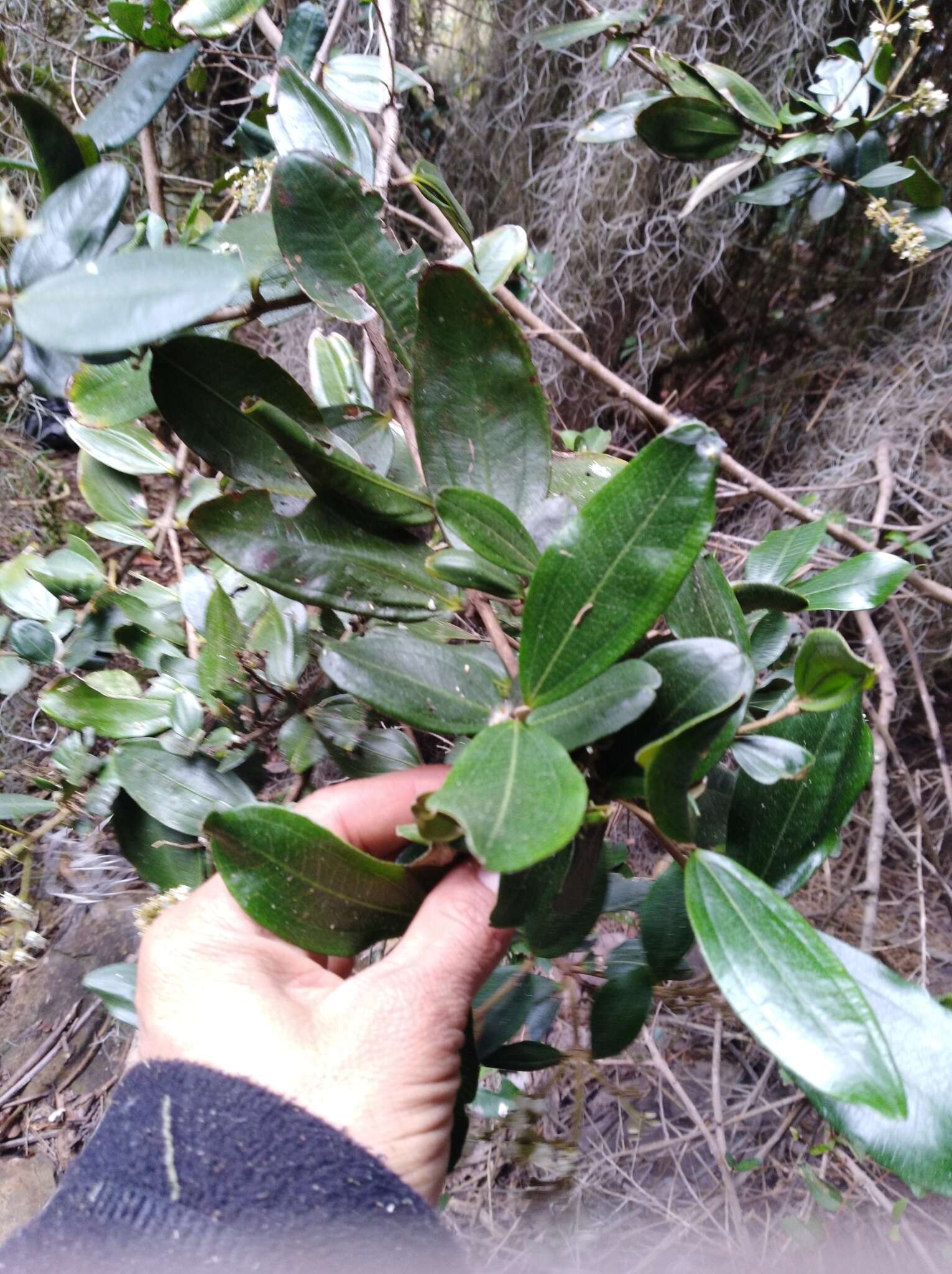 Image of Miconia squamulosa (Sm.) Triana