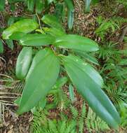 Image of Syzygium moorei (F. Müll.) L. A. S. Johnson