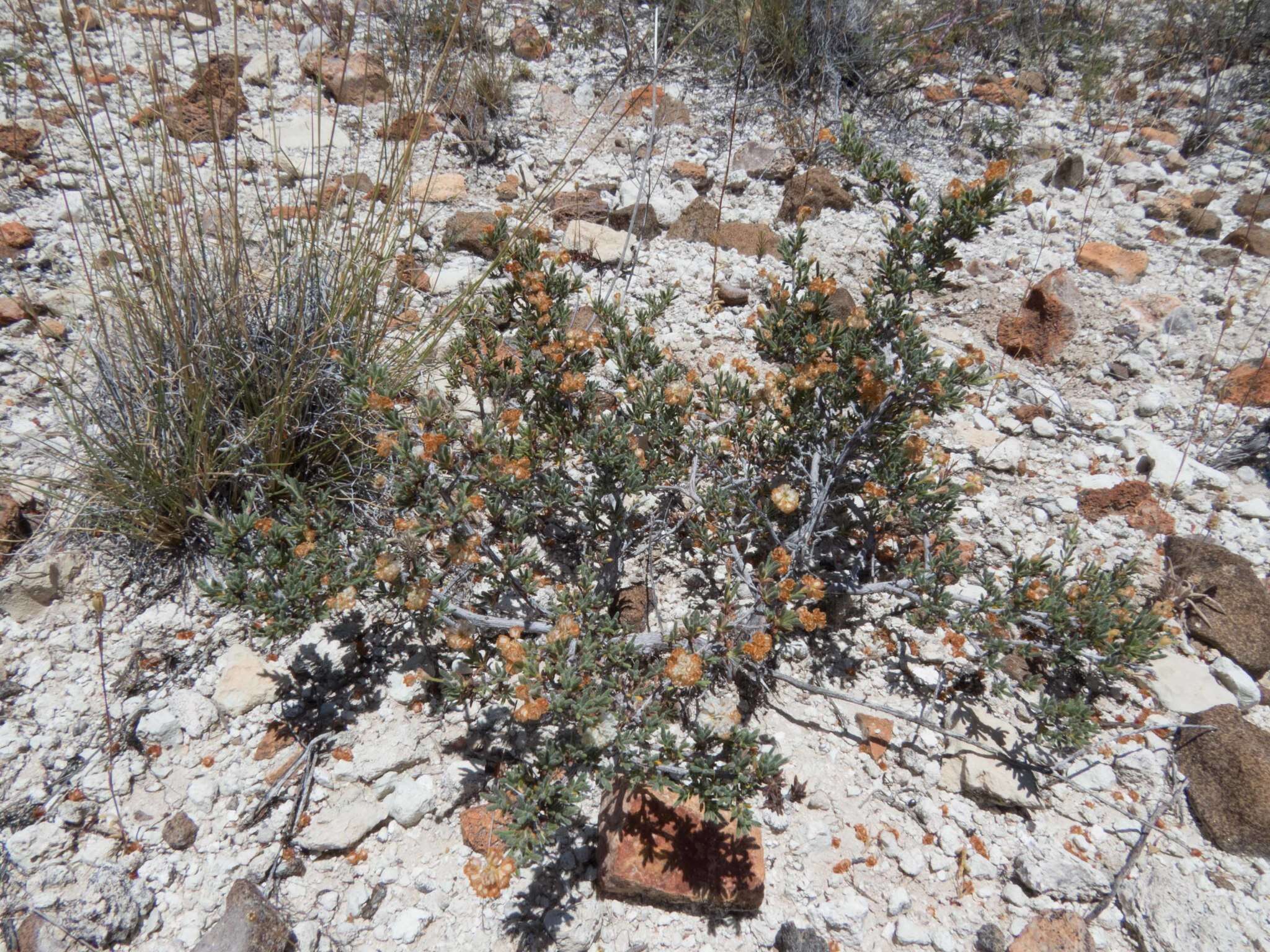 Image de Eriogonum ripleyi Howell