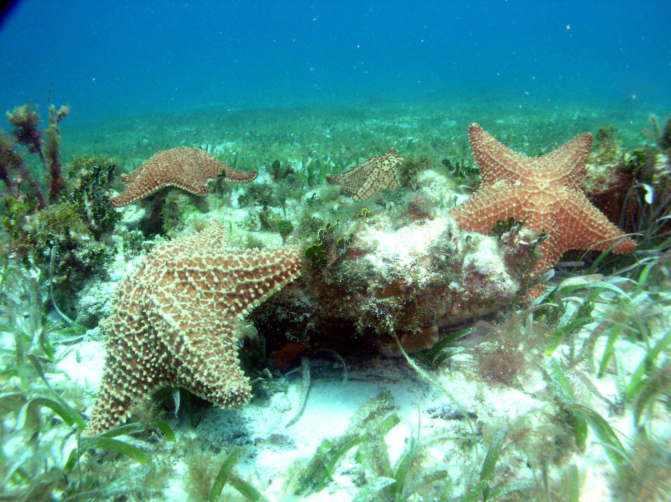 Image of Red cushion sea star