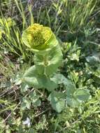 Image of Smyrnium perfoliatum subsp. rotundifolium (Mill.) Bonnier & Layens