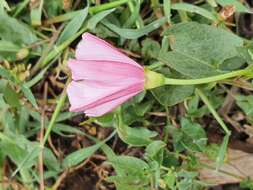 Image de Convolvulus durandoi Pomel