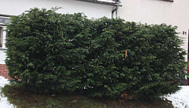 صورة Cupressus × leylandii