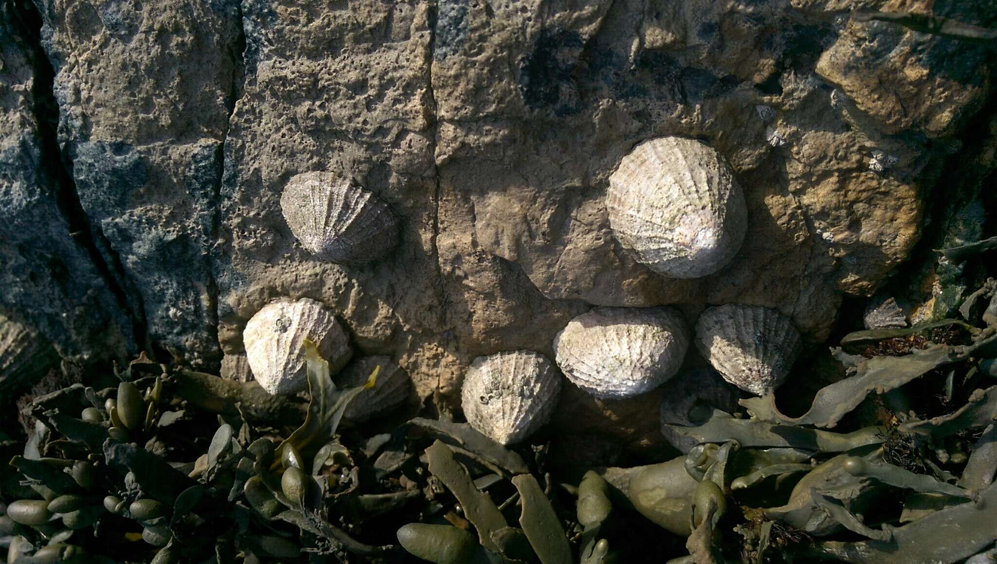 Image of Common limpet