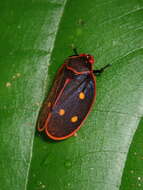 Image of Iphirhina perfecta (Walker 1858)