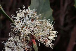 Image of Hakea cristata R. Br.