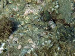 Image of Black-faced Blenny