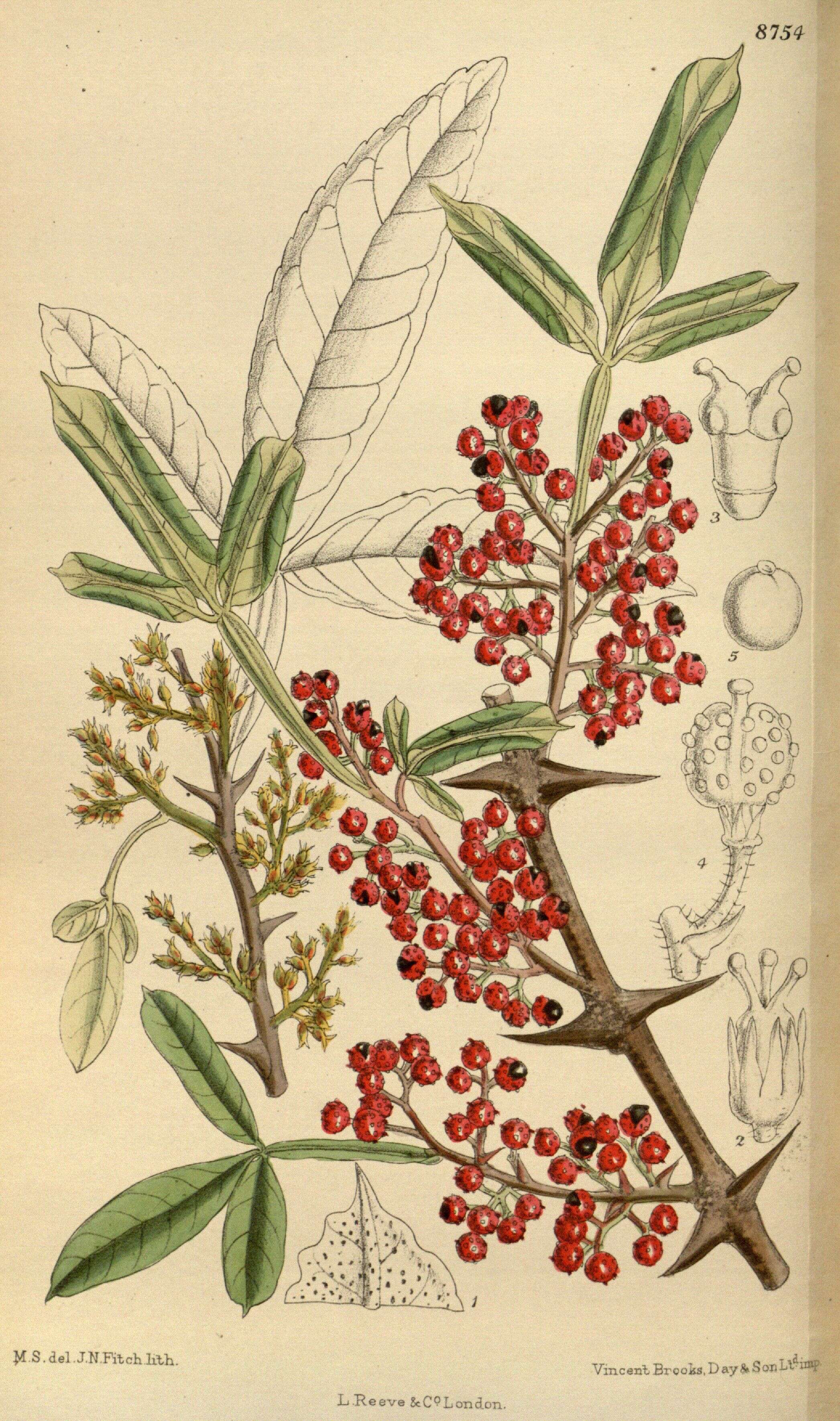 Image of Zanthoxylum armatum DC.