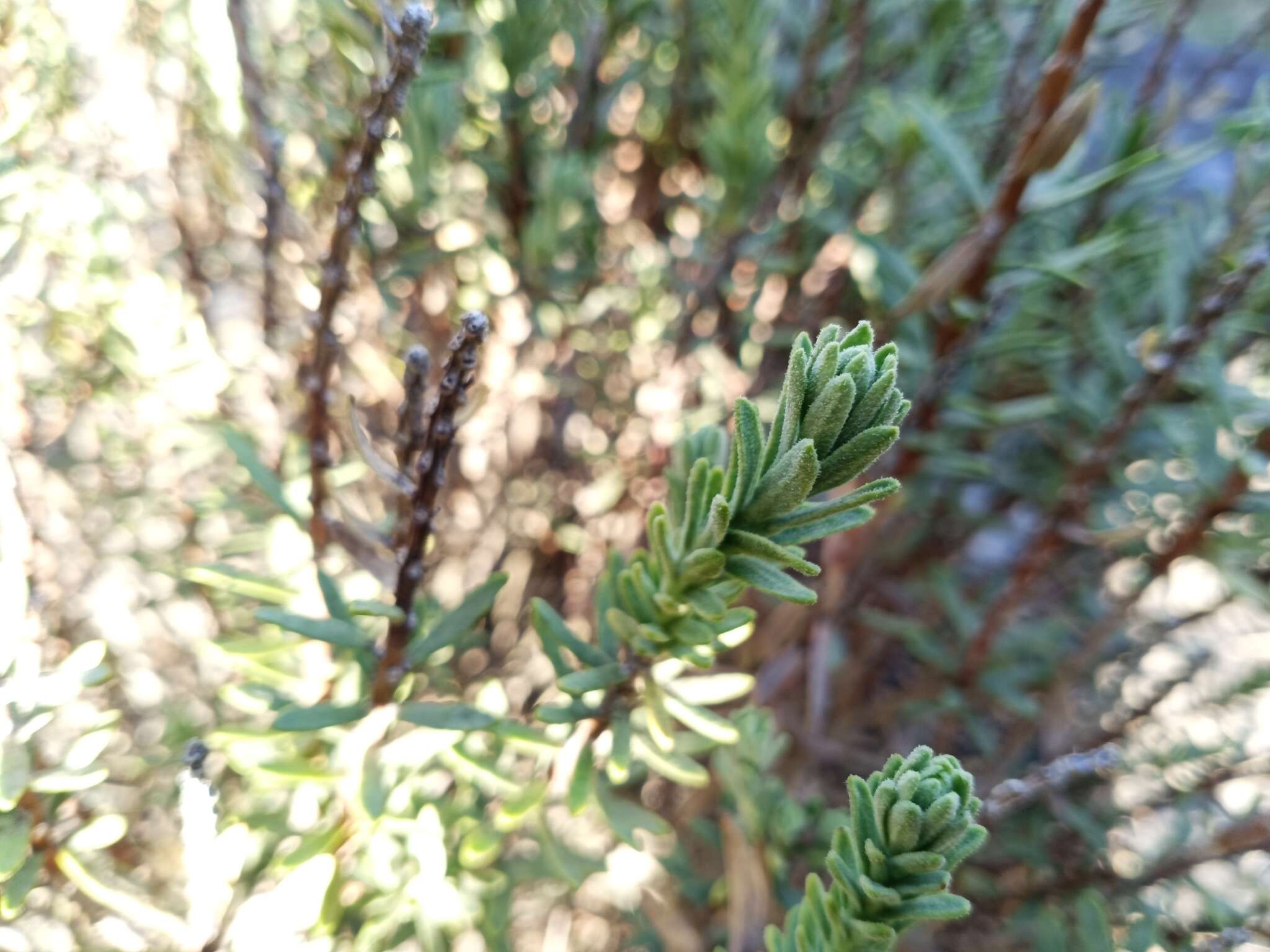 Image of Thymelaea tinctoria (Pourr.) Endl.