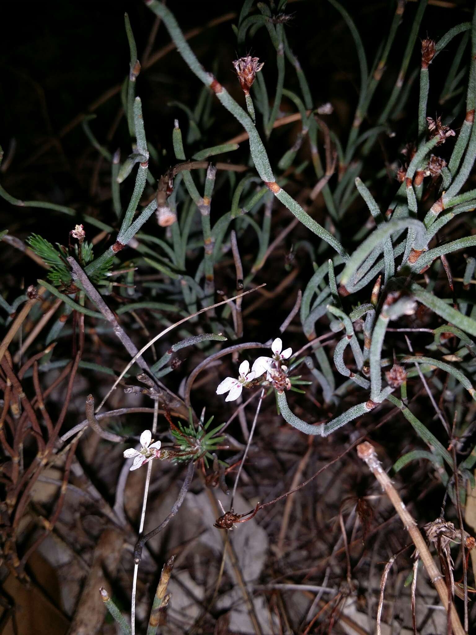 Image de Stylidium repens R. Br.