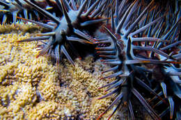 Image of crown of thorns starfish