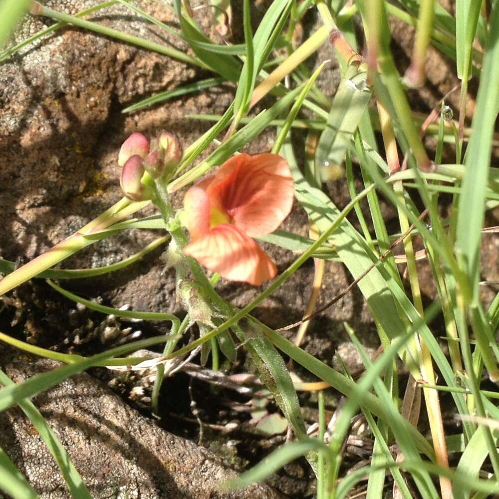 Слика од Macroptilium gibbosifolium (Ortega) A. Delgado