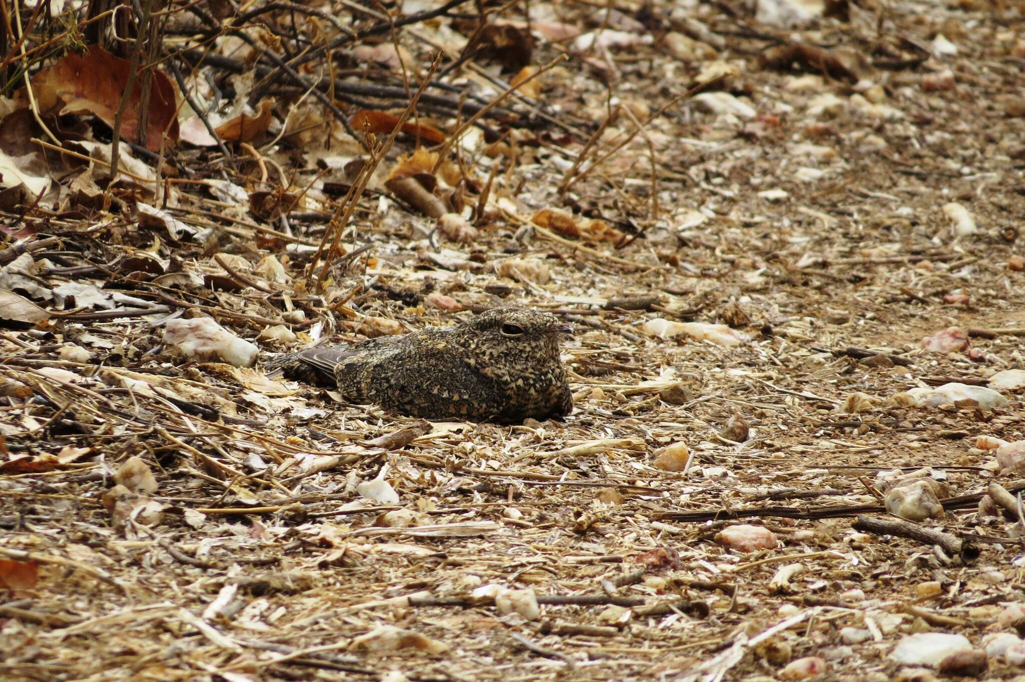 Image of Pygmy Nightjar