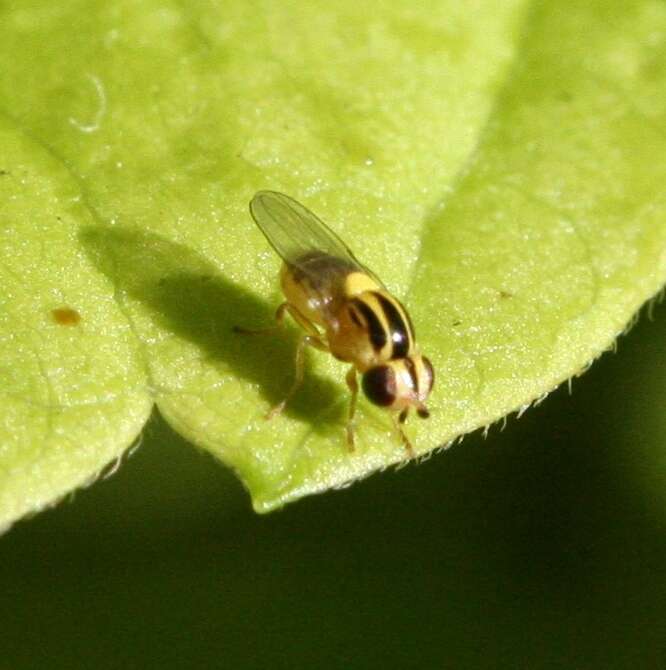 Image of Chloropid fly