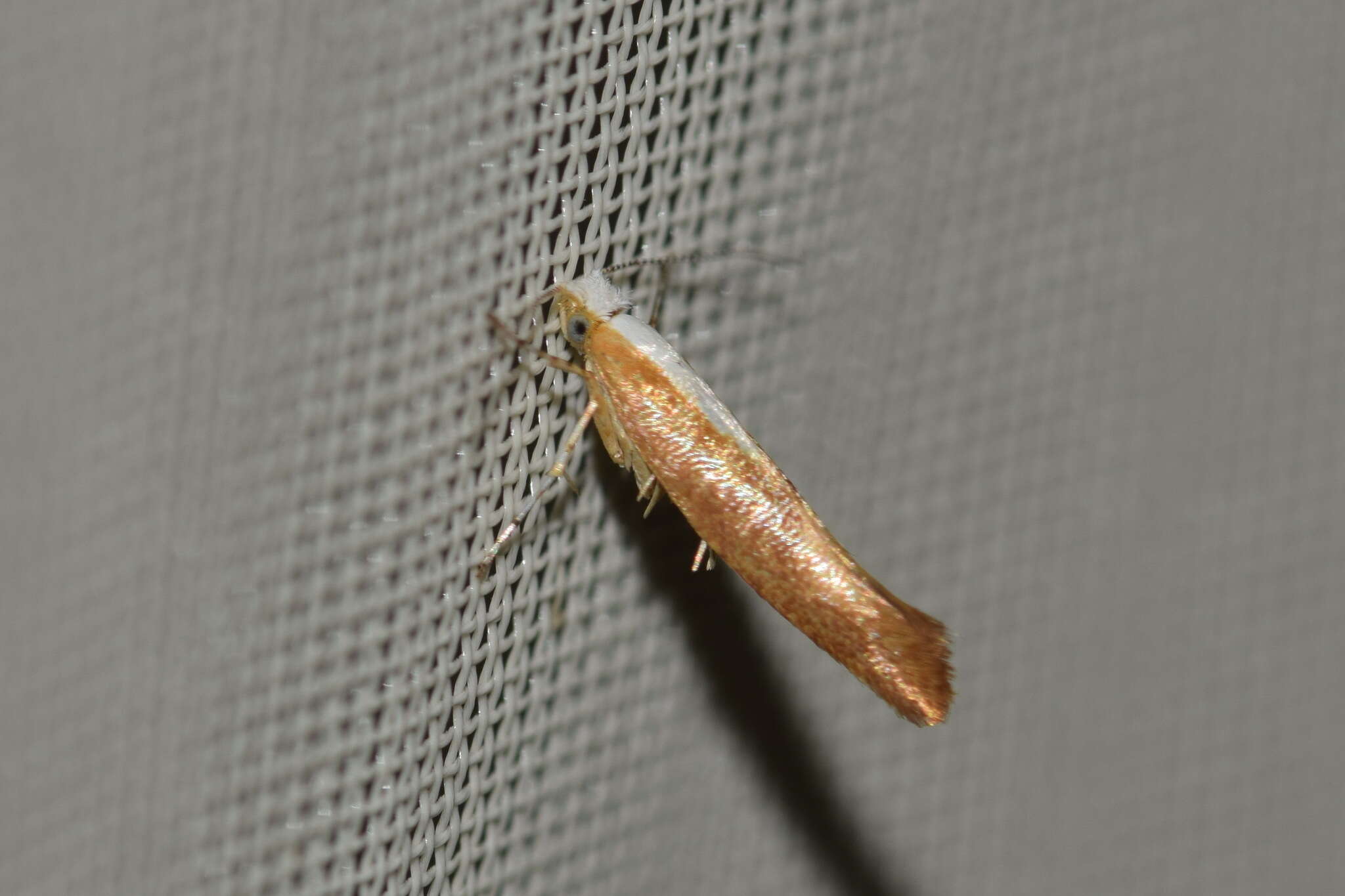 Image of Argyresthia albistria Haworth 1828