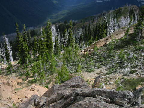 Image of subalpine fir