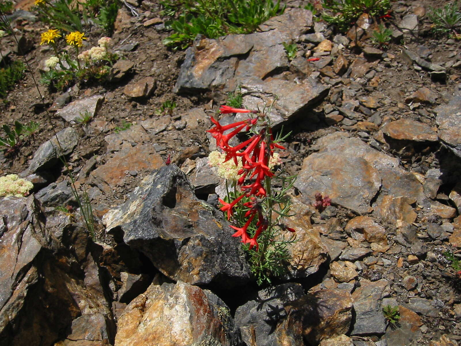 Image of Scarlet Gilia