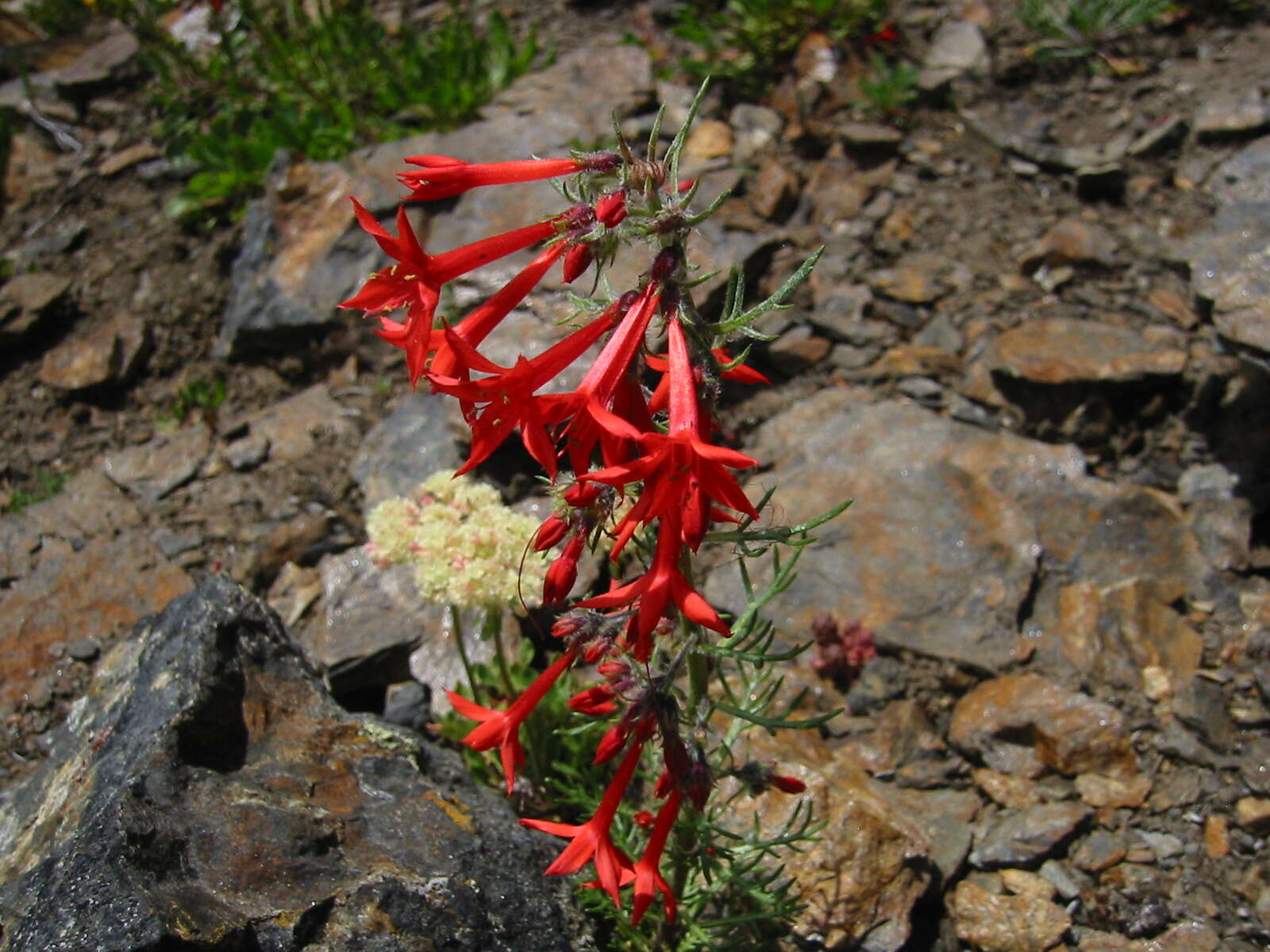 Image of Scarlet Gilia