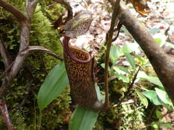 Image of Nepenthes stenophylla Mast.