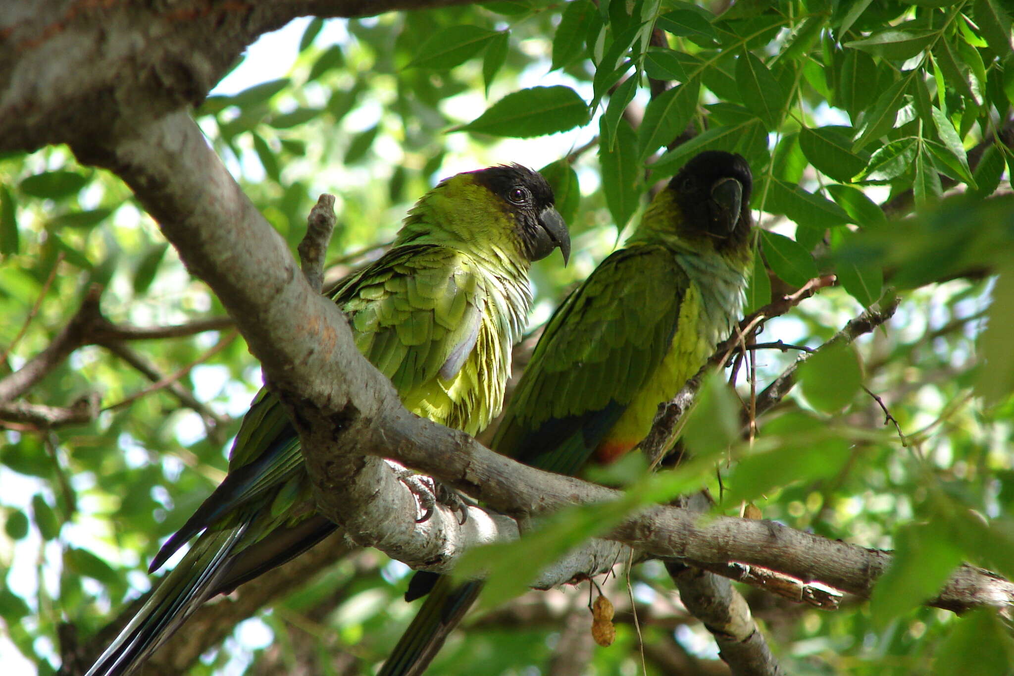 Image of Nanday Parakeet