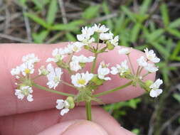 Image of prairie bishop