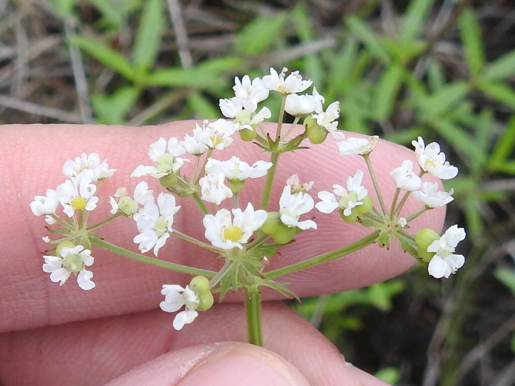 Image of prairie bishop