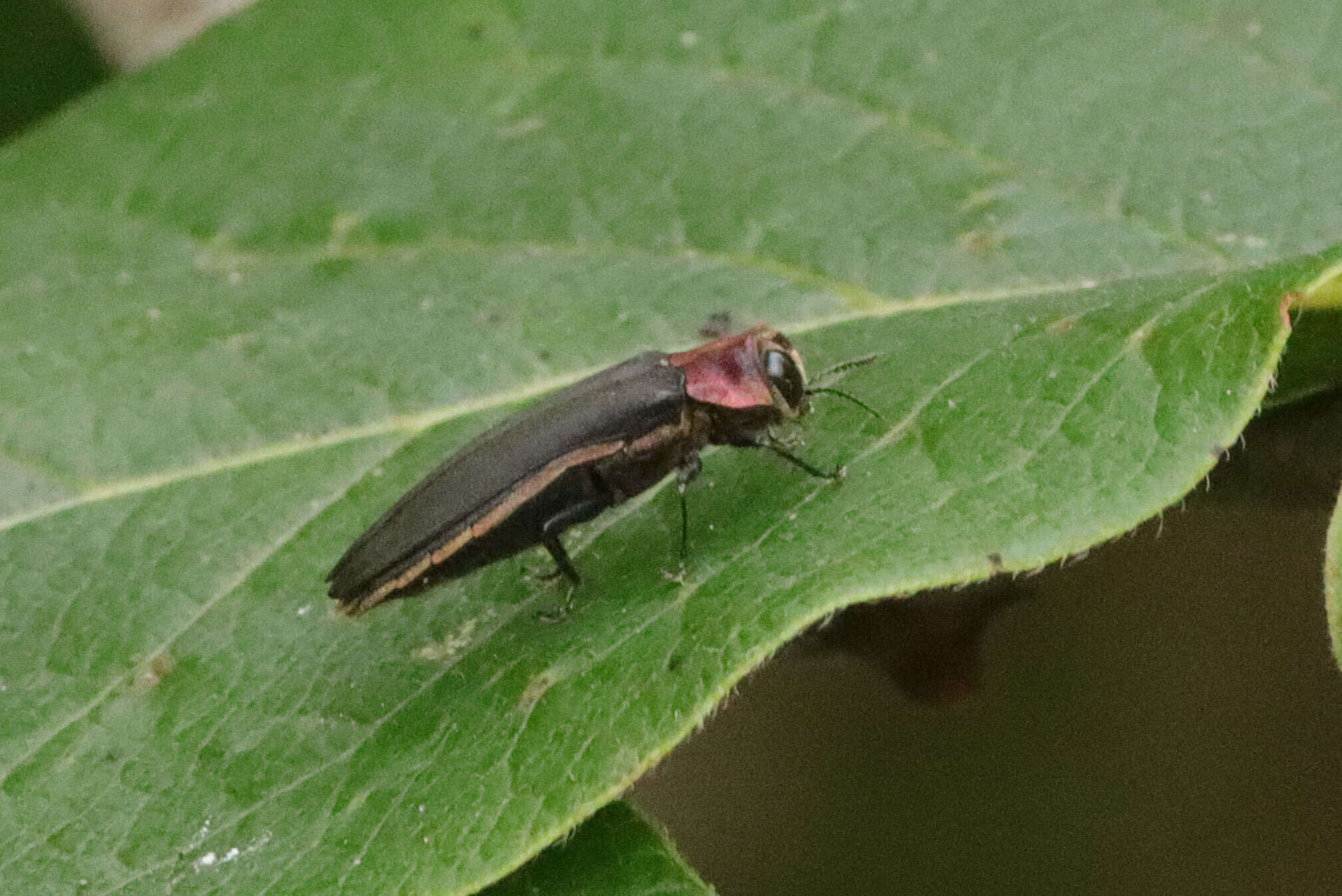 Слика од Agrilus fuscipennis Gory 1841