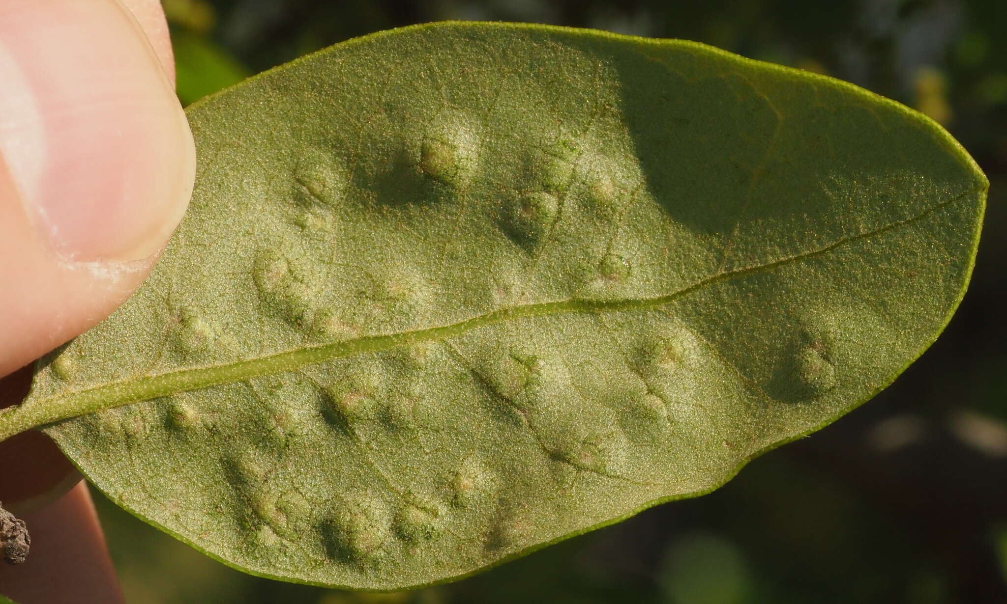 Image of Neuroterus bussae