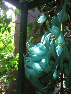 Image of Jade Vine