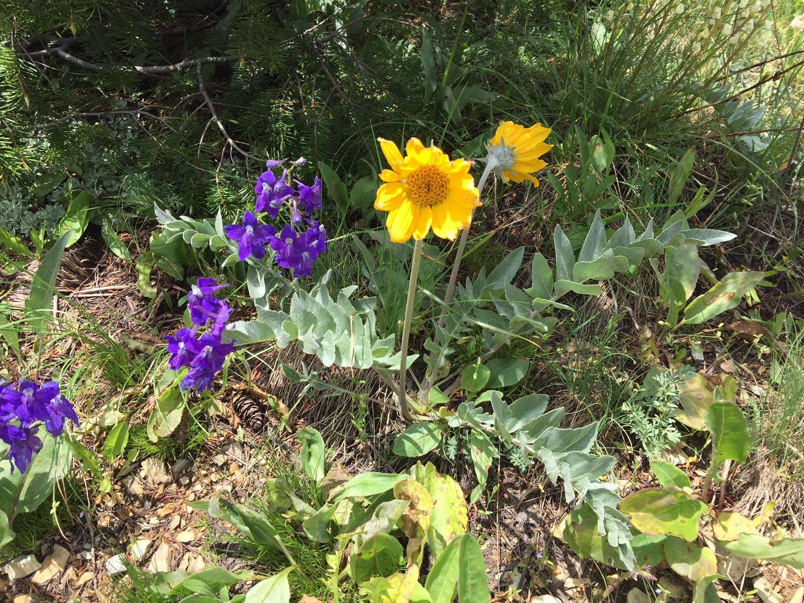 Image of cutleaf balsamroot