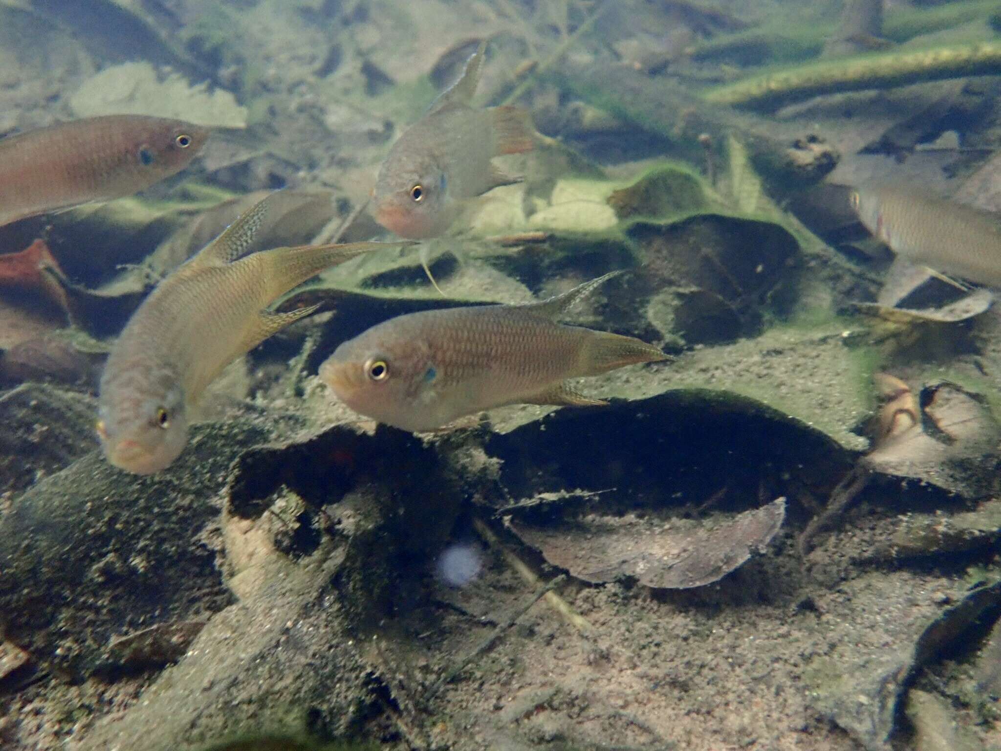 Image of Macropodus hongkongensis Freyhof & Herder 2002