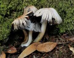 Image of Coprinopsis insignis (Peck) Redhead, Vilgalys & Moncalvo 2001